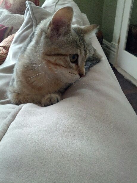 Bella looking cute in the living room.