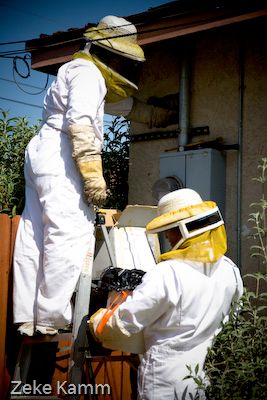 Live bee removal