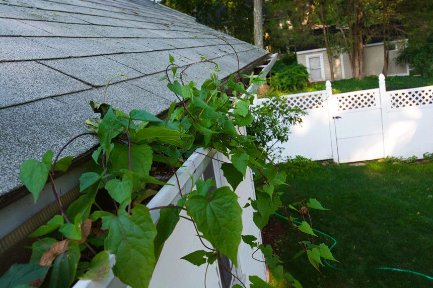 If your gutters look like planters we can easily f