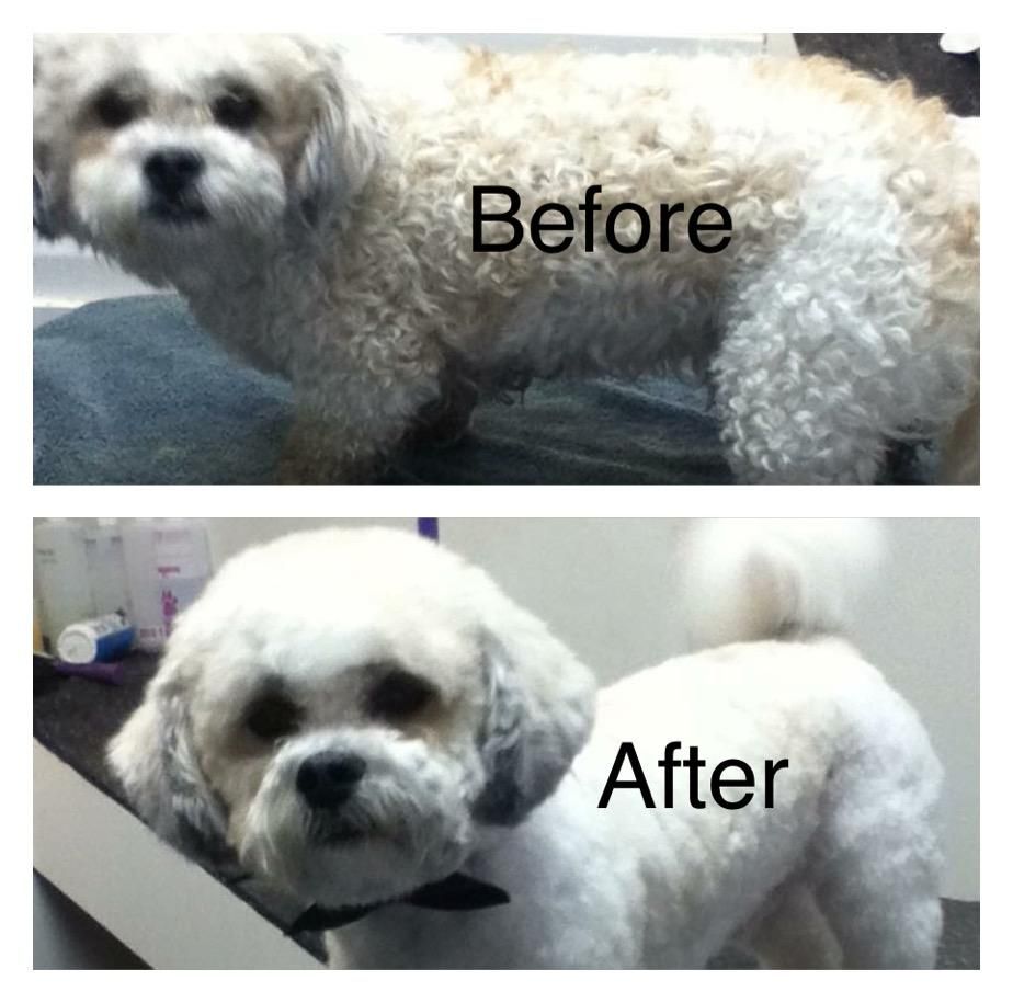 We specialize in grooming the anxious and hard to 