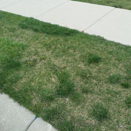 Before picture of the grass it is weak and thin 