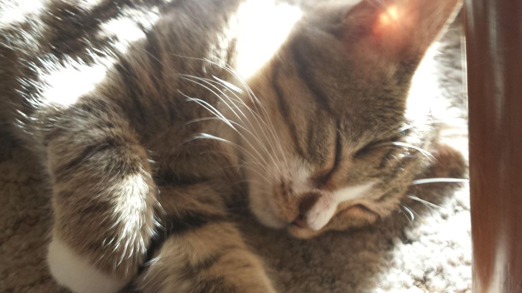 Miss Macy sleeping in the sun