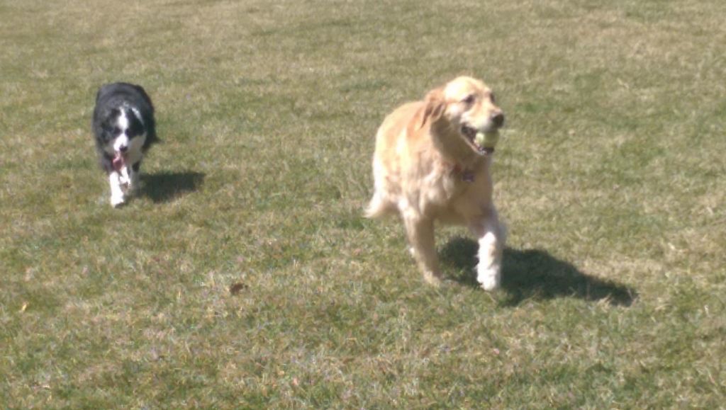 Playing ball with Sophie and Skye.