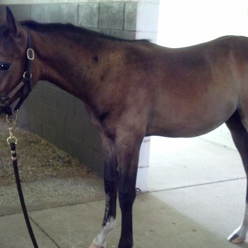 At 4 mos, this colt is standing 'ground-tied'. Aft