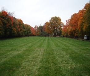 Lawn Maintenance