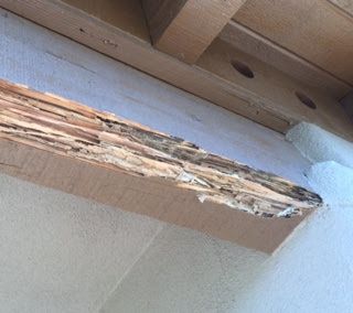 Arizona Termite Specialists - Termite Damage