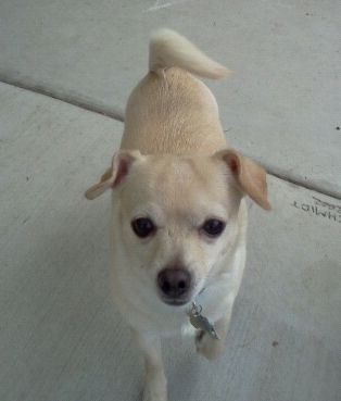 Duke - Chihuahua mix - 5 yrs old - rescued from a 