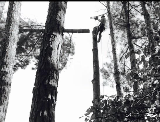 Oak rangers tree service