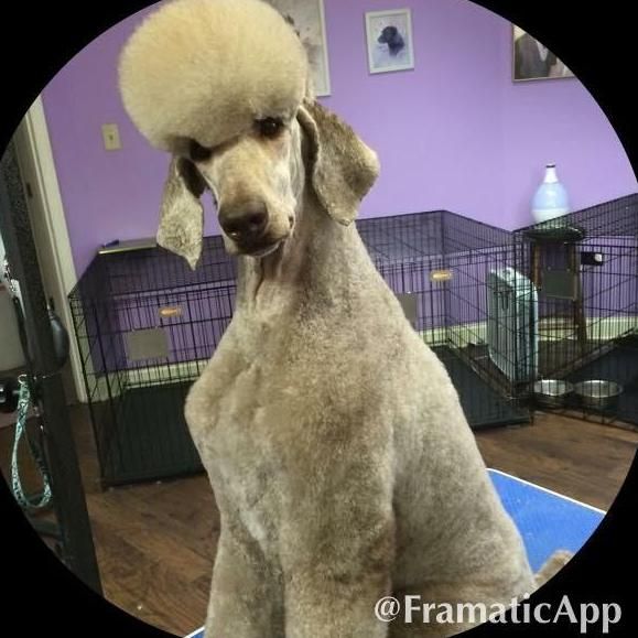 Sophisticuts Dog Salon LLC