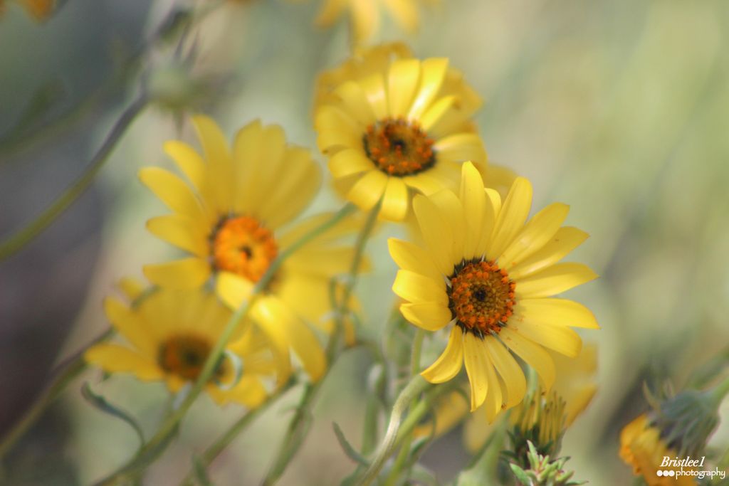 San Diego County, 50mm F3.5 IS, Canon