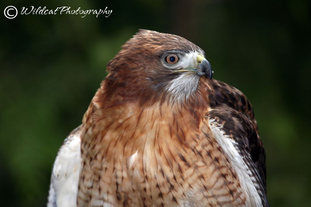 Red-tailed Hawk