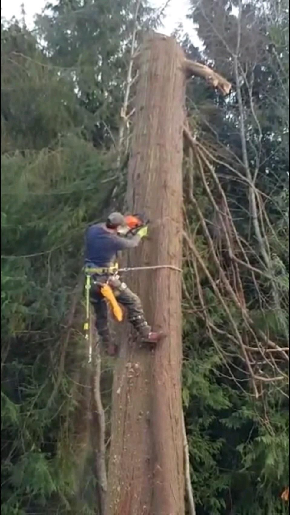 Up your tree service