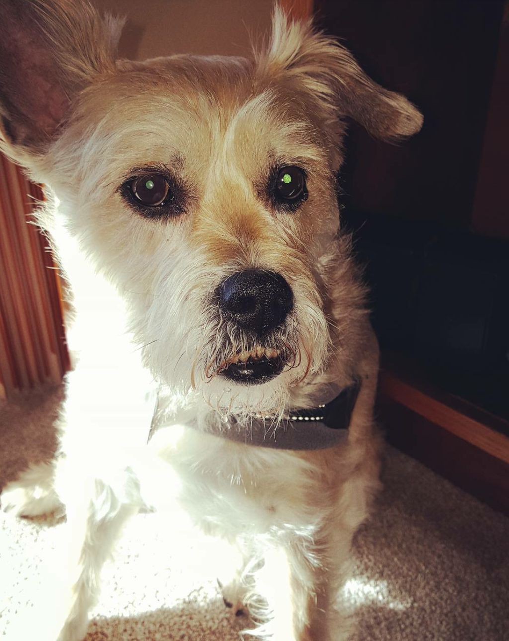 Peyton is small but mighty