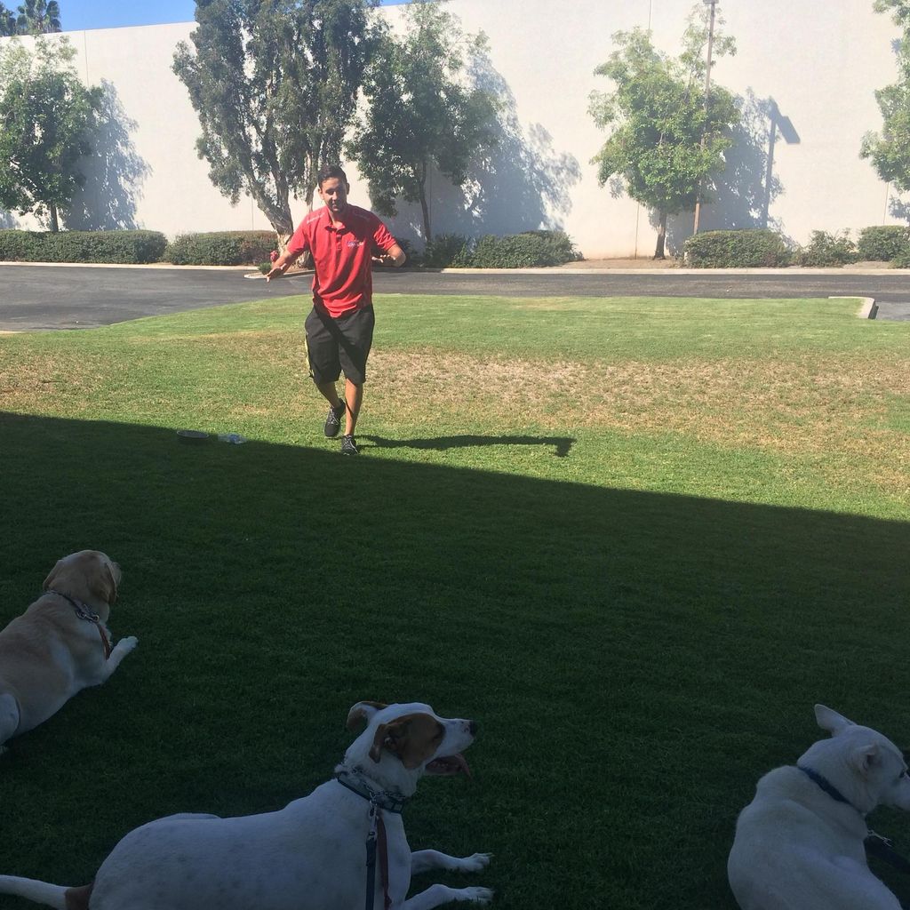 Human Training for your Dog