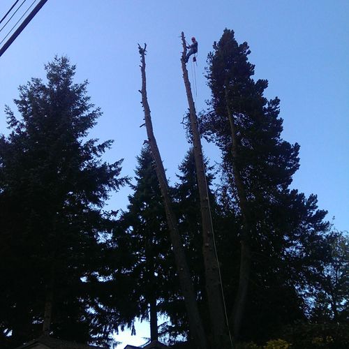 Pine Removal.