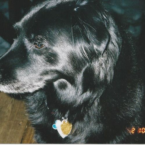 This is my last dog. We lost her two years ago. Th