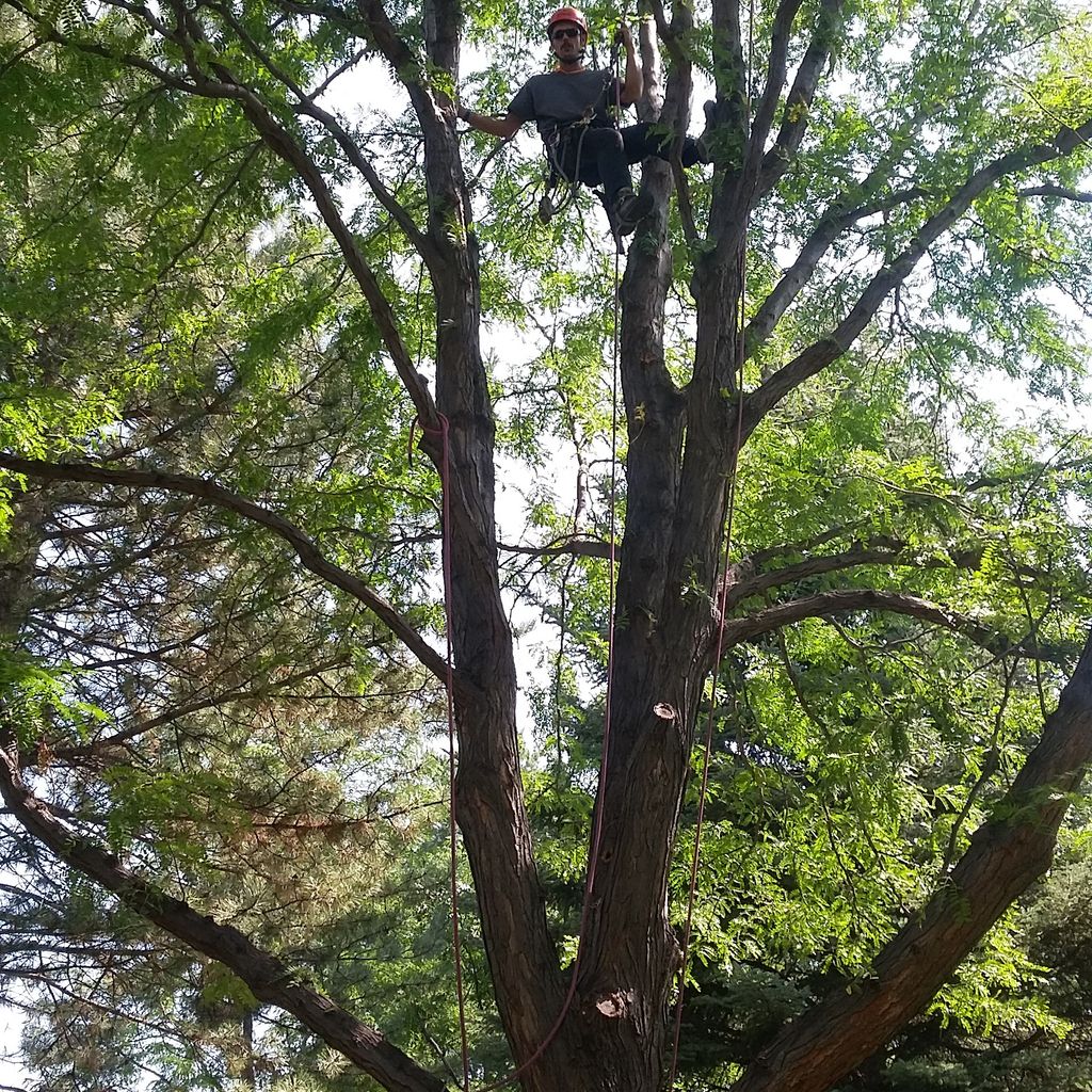 At Small Axe Tree Care we have the skills and expe