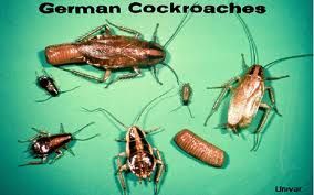 German cockroaches are the main roach that people 