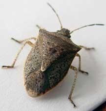 Stink Bug services available...