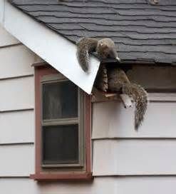 We can remove unwanted squirrels from your home an