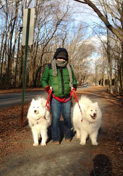 5 degrees outside and walking the Samoyeds on thei
