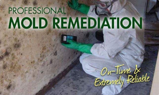 Professional Mold Remediation 