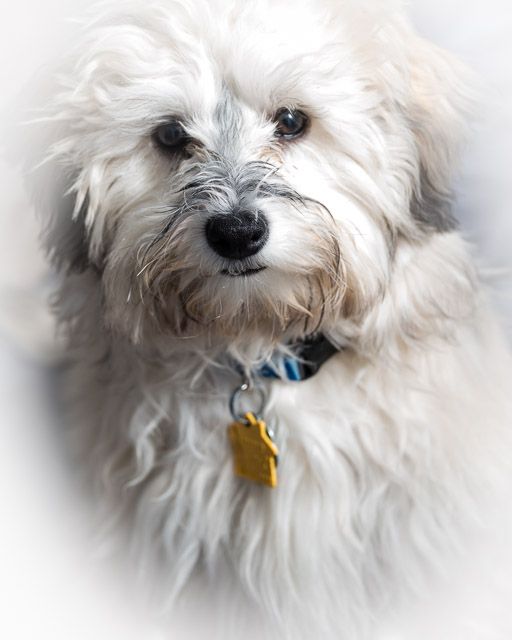 Cuba, the Havanese puppy