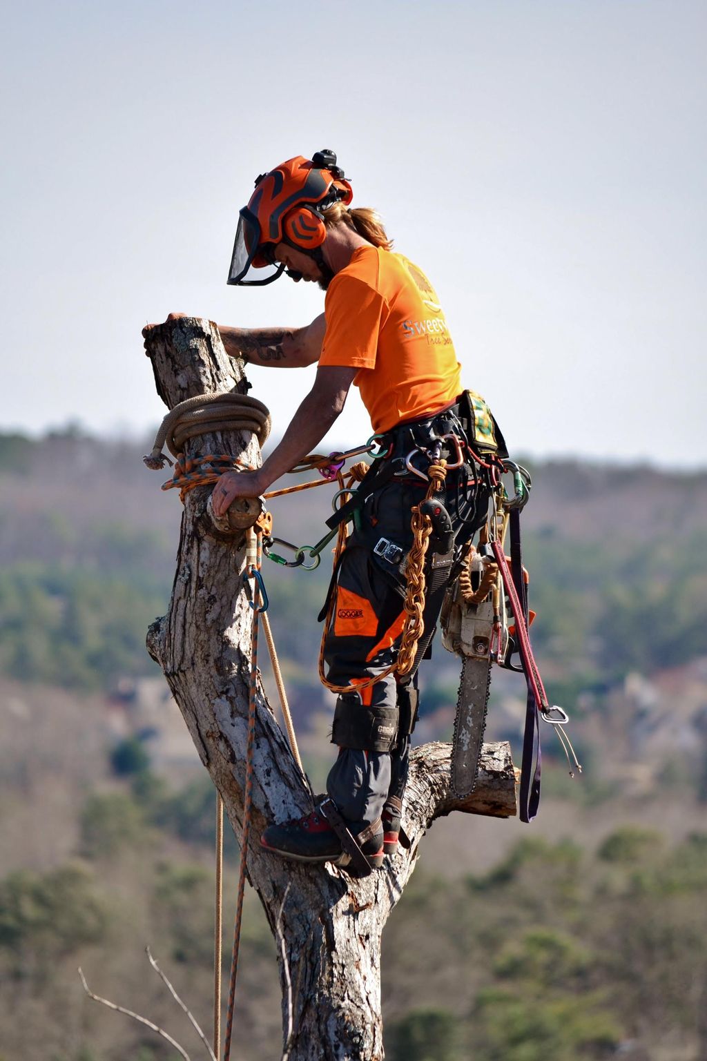 Sweetwater tree service