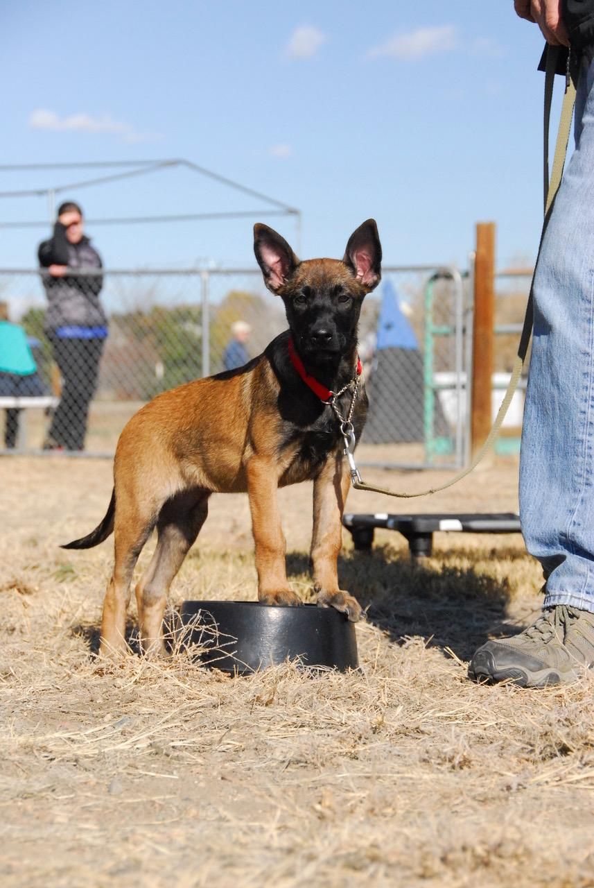 Pig at 4 months learning "touch" under distraction