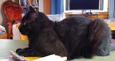 cat meditating while I wove on my portable floor l