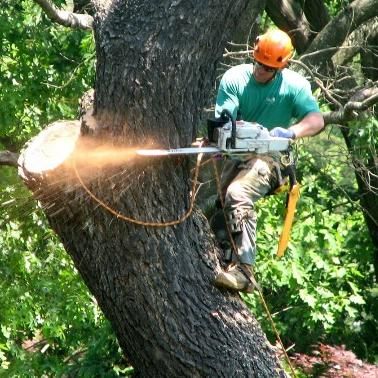 Best Tree Service Memphis