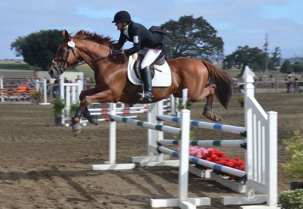 competing my own horse