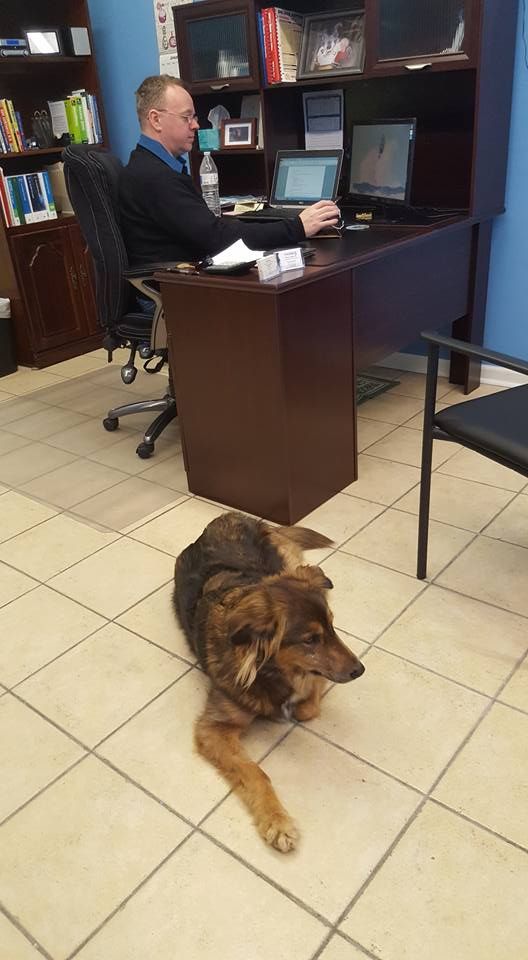 Pet Friendly Office