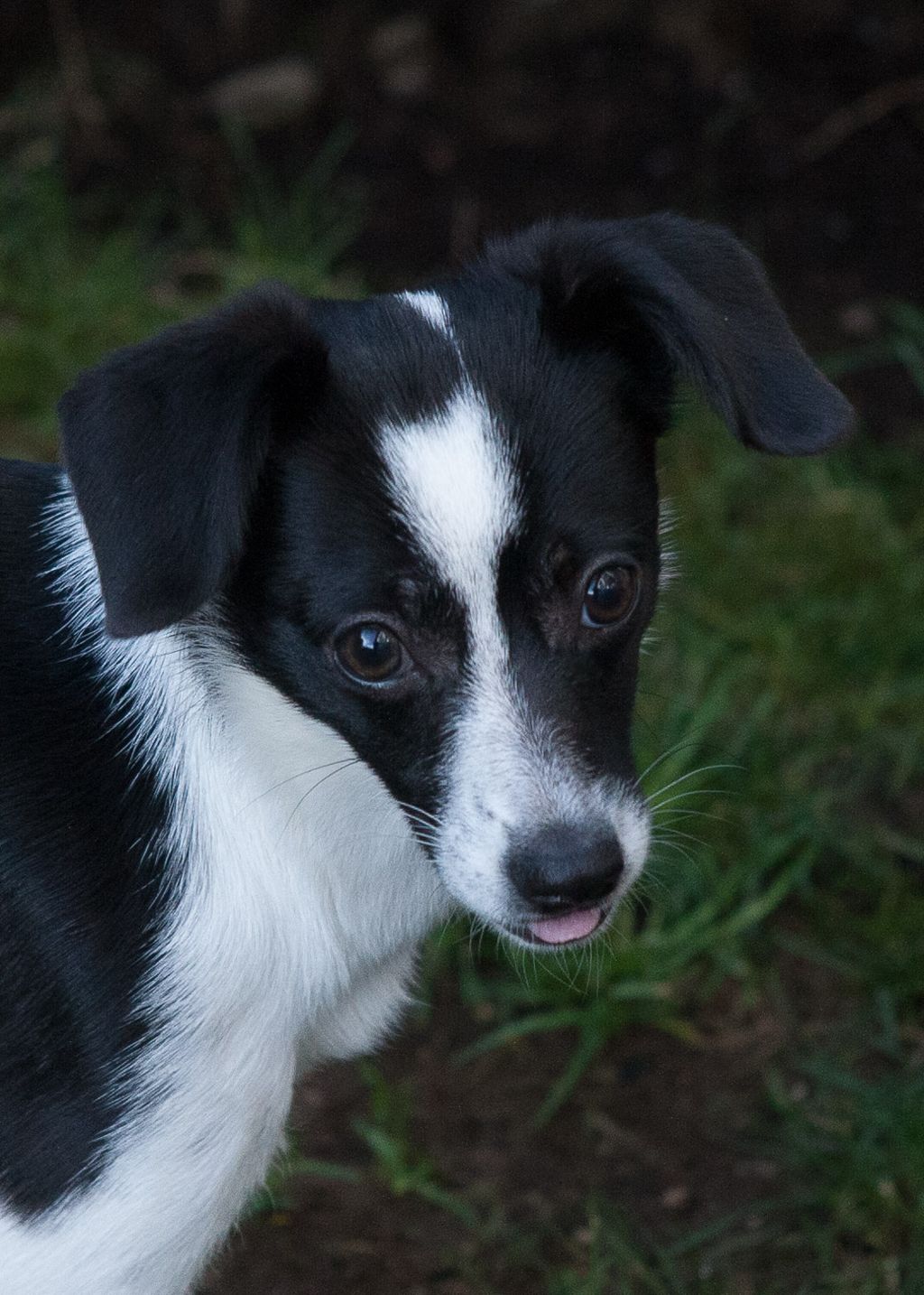 Pet photography - Lola outdoors