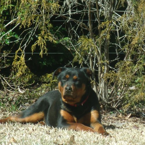 This is my Girl! She is a Chow- Rottweiler . I hav