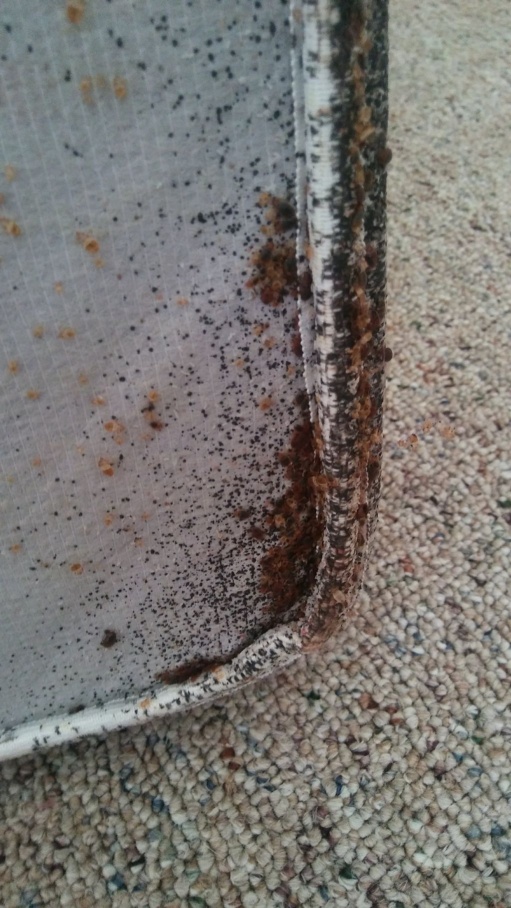 bed bugs nesting on a mattress