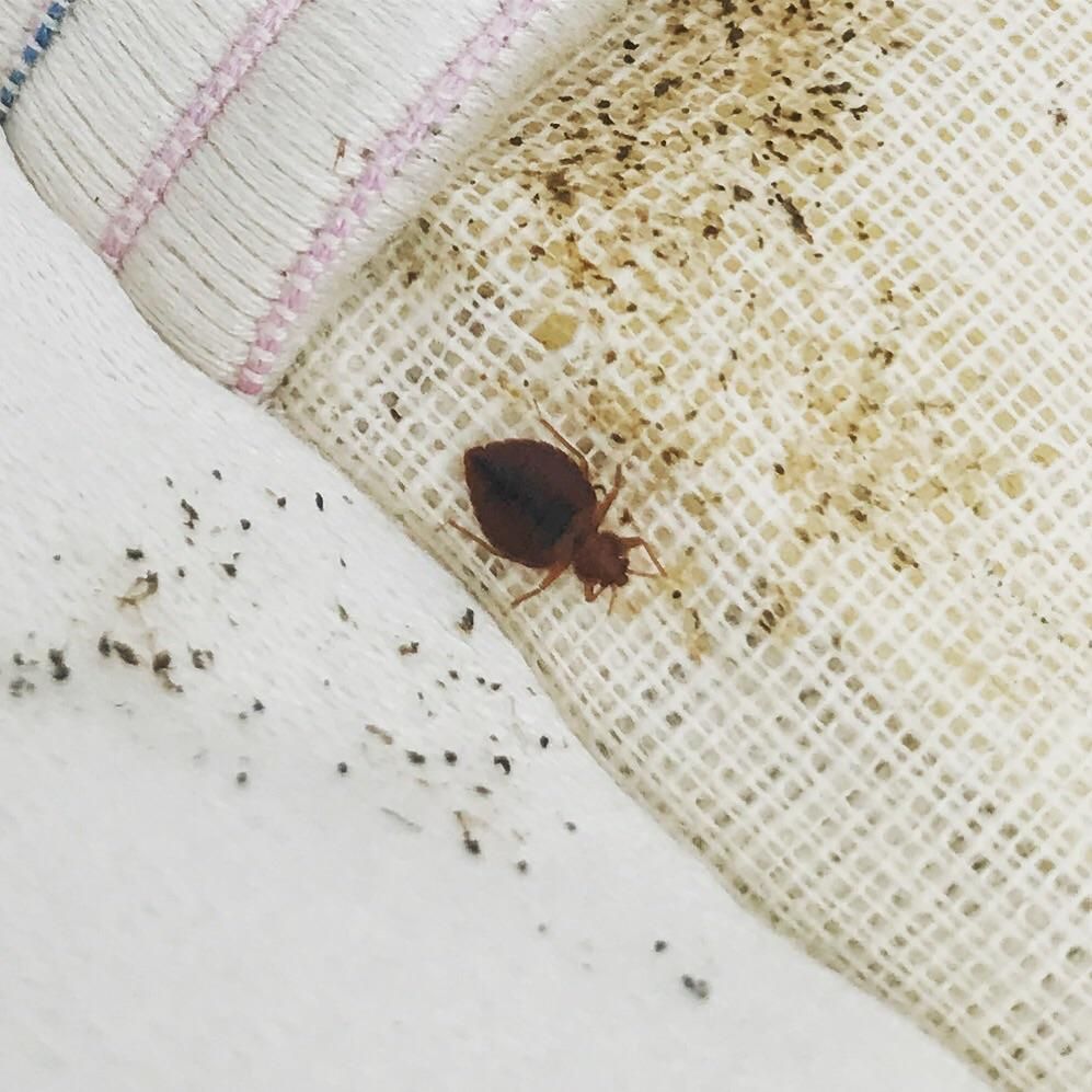 Sleep tight don't let the bedbugs bite!