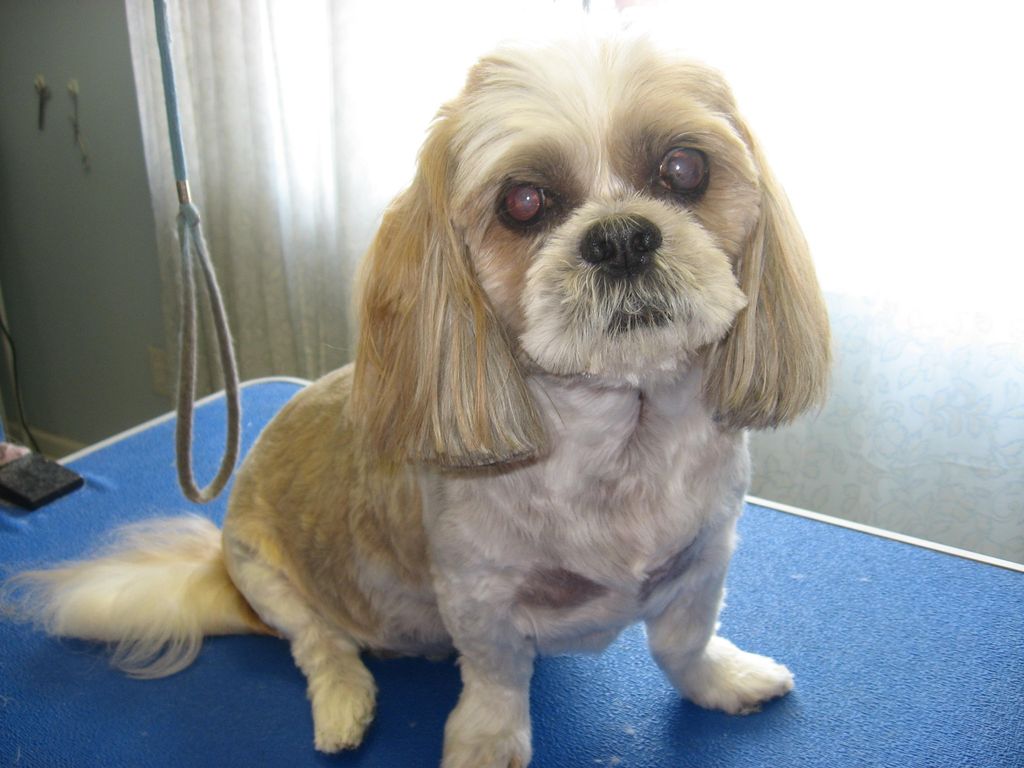 rocky after