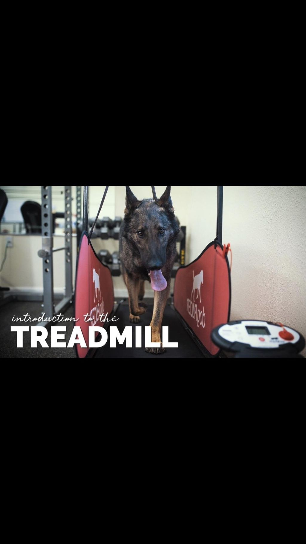 Treadmill Dog Training