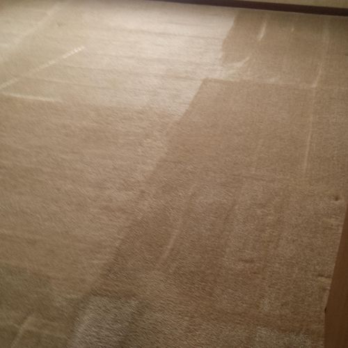 Pet stain and carpet shampooing of small apartment