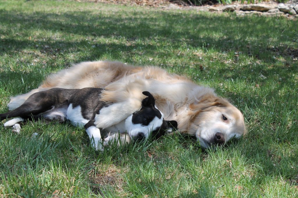 Working dogs?