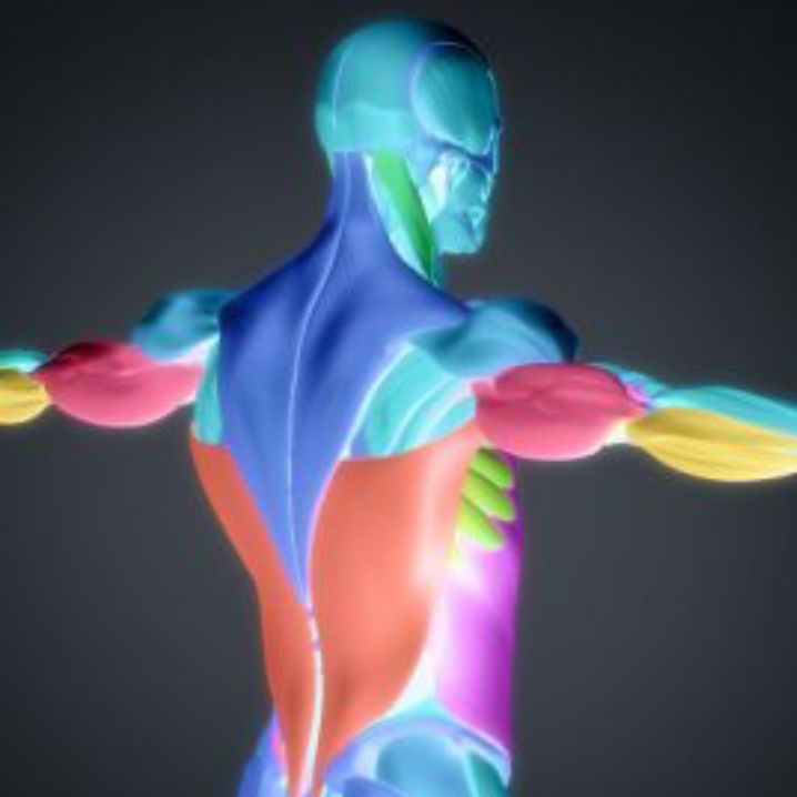 Helena neuromuscular and massage therapy