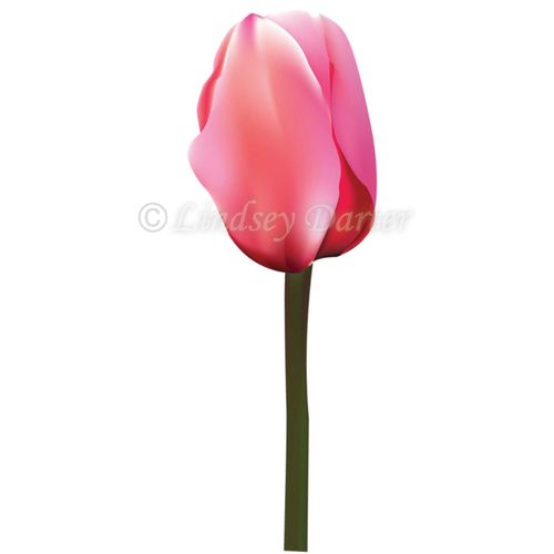 Tulip. Digital Rendering- Adobe Illustrator.