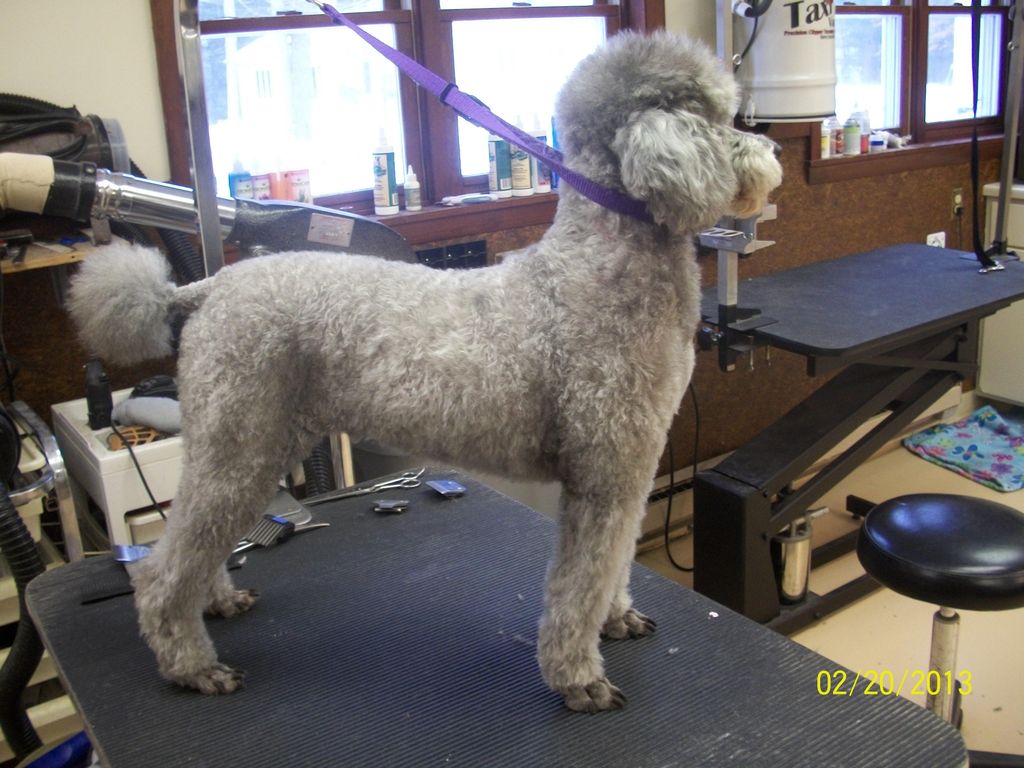K-9 Comfort Zone grooming pic