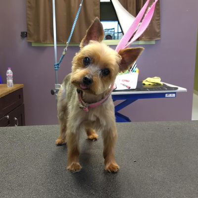 The 5 Best Cat Groomers In Saint Paul Mn With Free Estimates