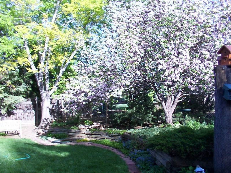 Flowering Crab in garden