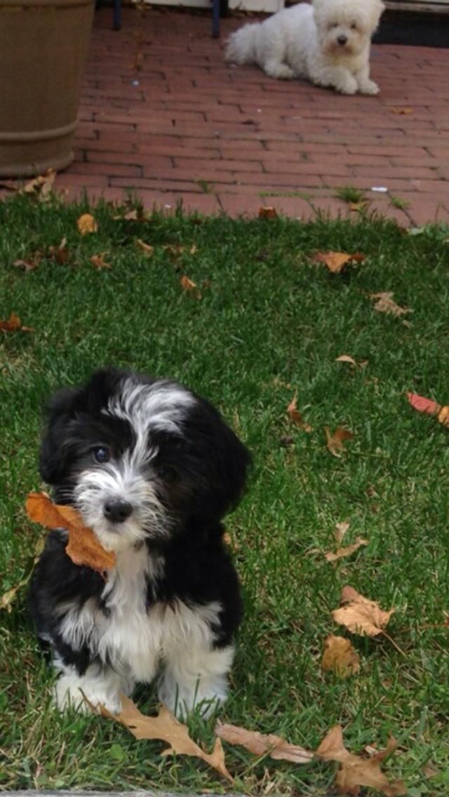 Sophie and Gracie love playing in their yard!