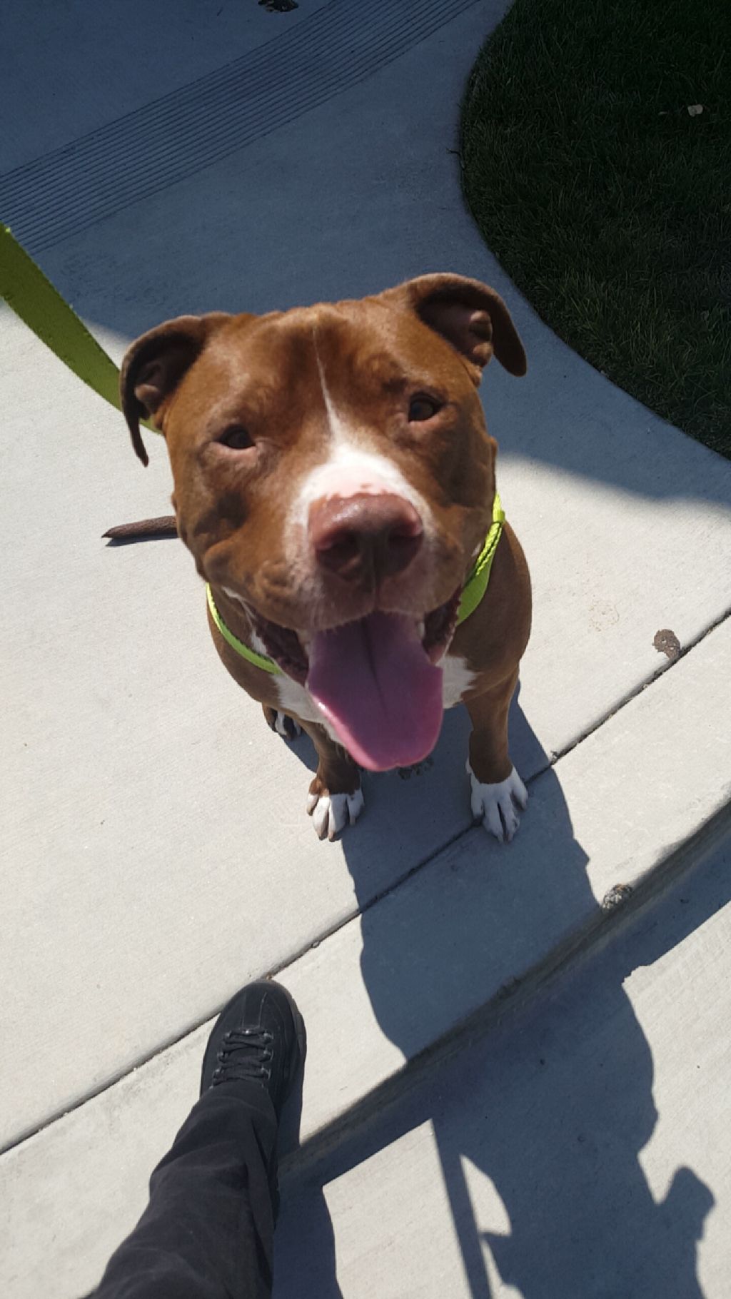 This Is Rambo! He is such a sweetheart! And I walk