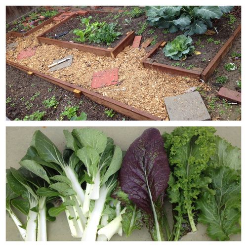 Gardens in small spaces producing so much produce