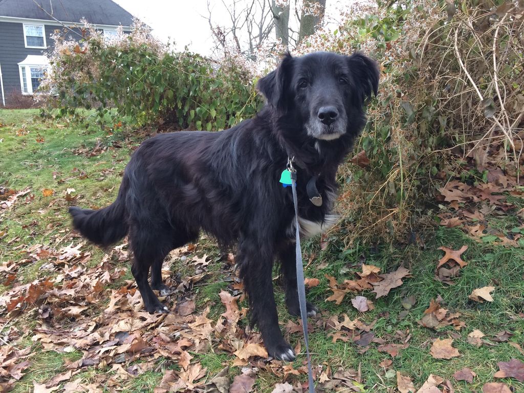 Old man Rex enjoys a quiet walk